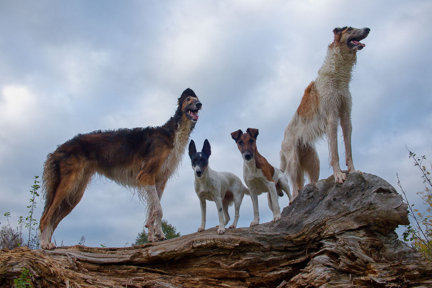 Dáša Fialová - Nízký úhel pohledu - 43